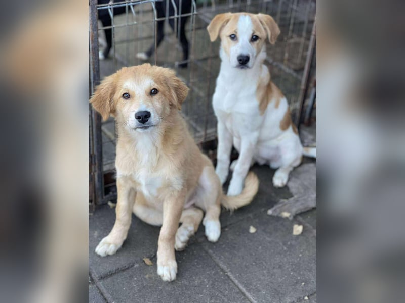 HANNAH - sucht ihre Menschen