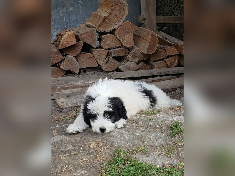 LOTTE - Traumzuhause gesucht