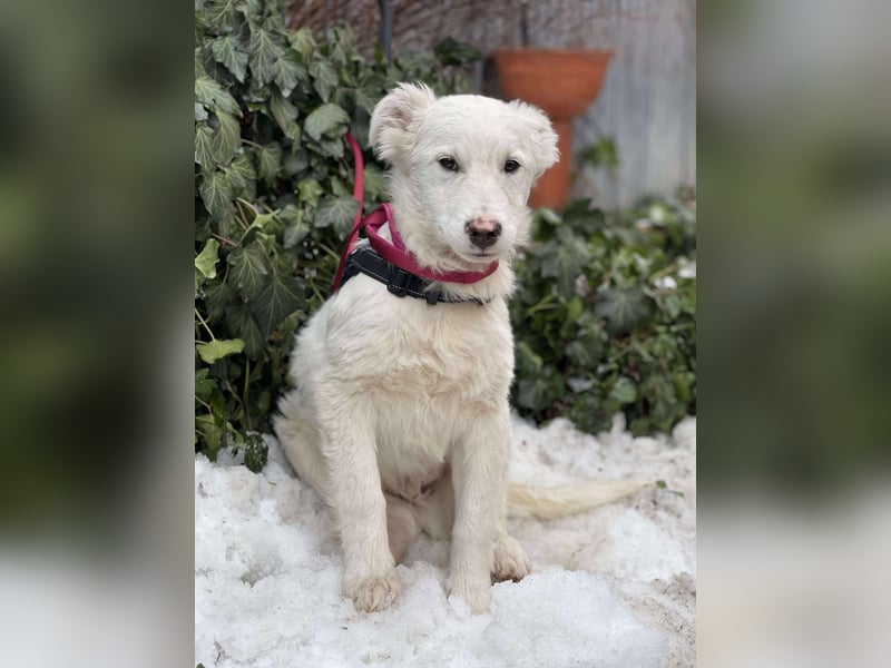ZACK - liebevoller Hundebub