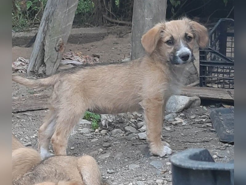 FRIEDA - Traumzuhause gesucht