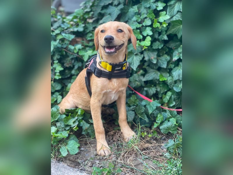 AMBER - tolles Hundemädchen