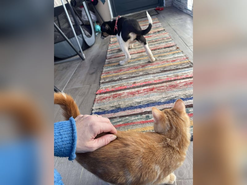 MELODY - Traumzuhause gesucht