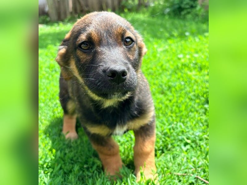 GOOFY - verspieltes Hundekind