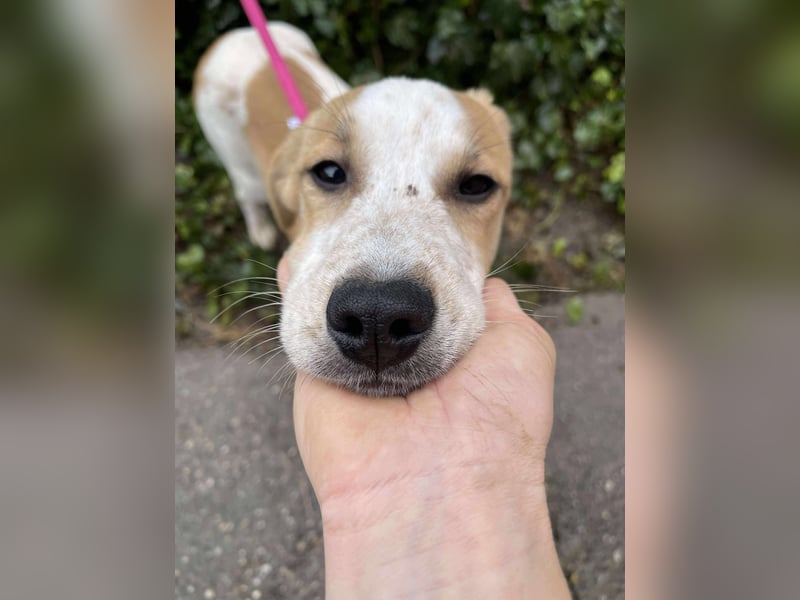 HANNAH - sucht ihre Menschen