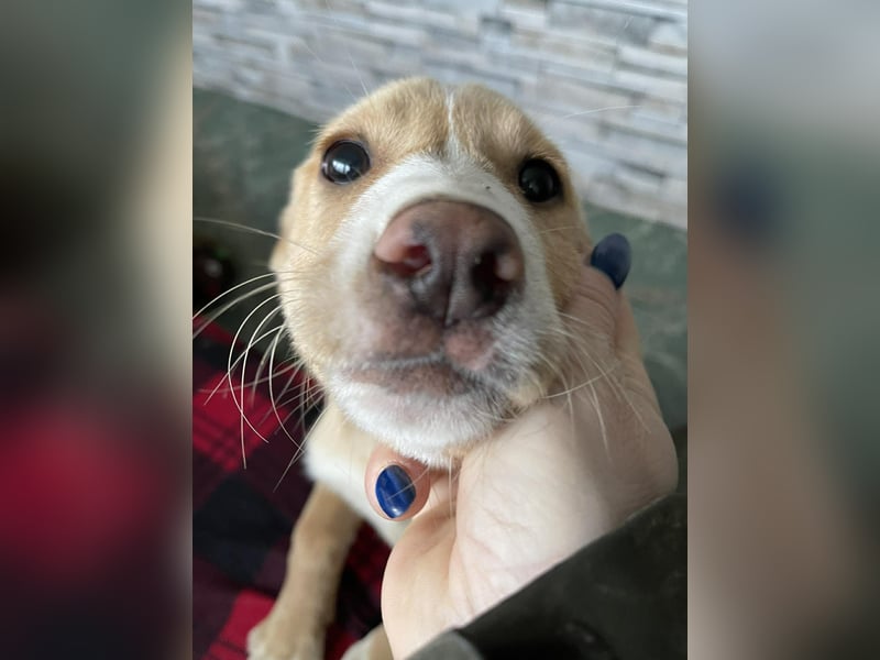 PAULA - liebevolles Hundemädchen *reserviert*