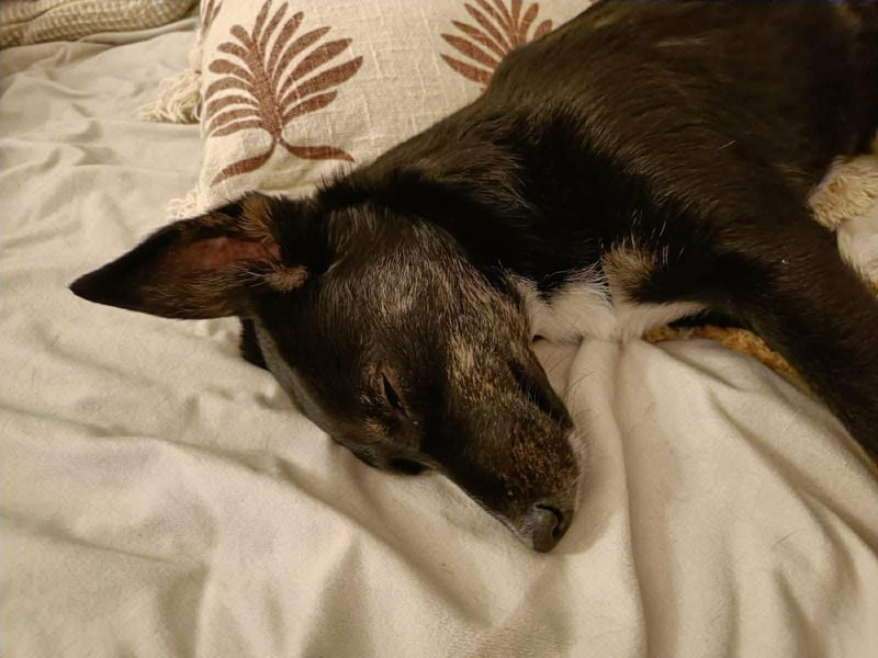 DORIS - Traumzuhause gesucht