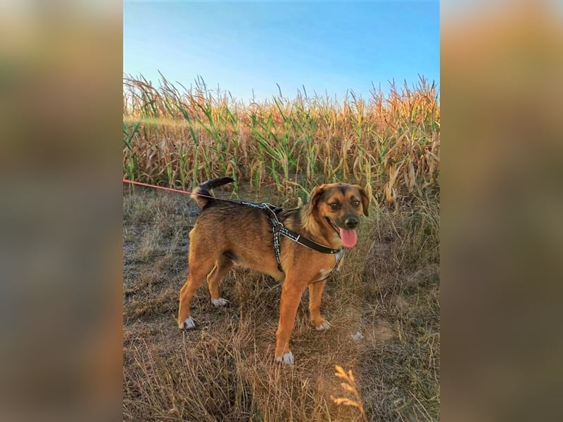 SHELDON - ein absoluter Traumhund