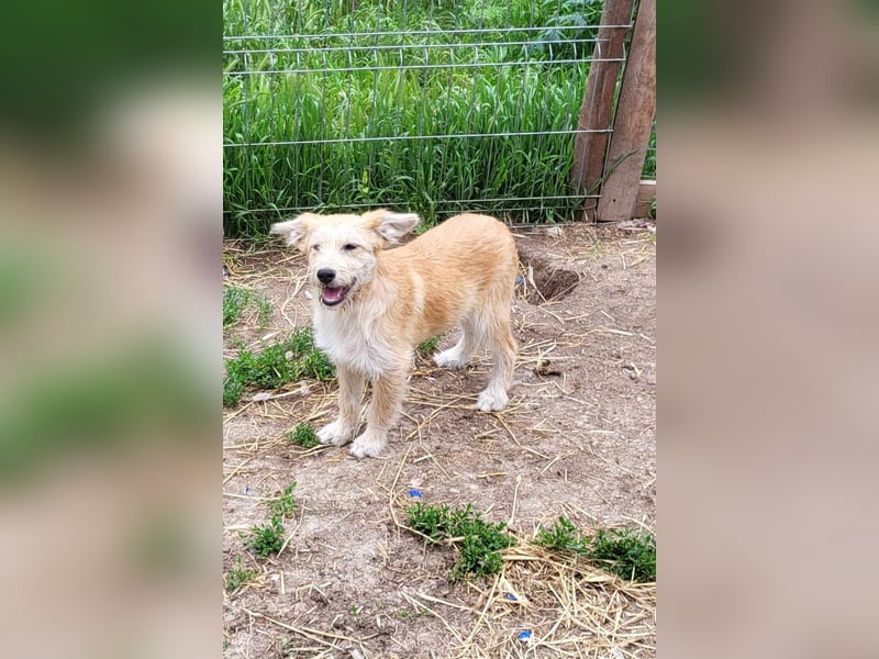 ERWIN - die kleine Knutschkugel