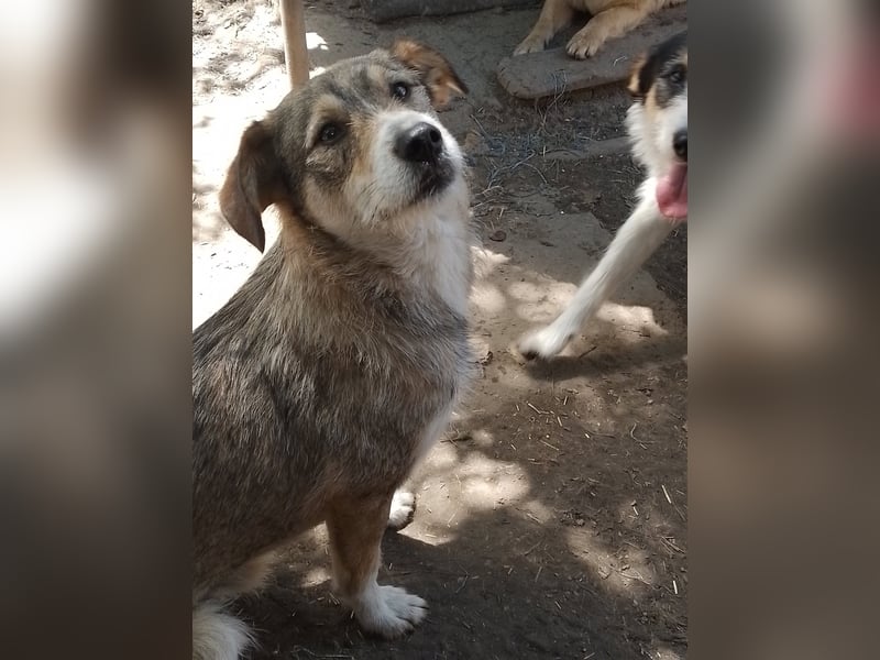 SIMBA - Traumzuhause gesucht