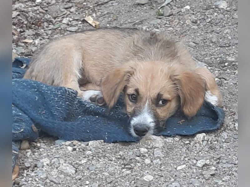 FRIEDA - Traumzuhause gesucht