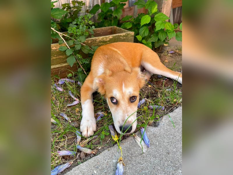 EMMA - sucht ihr Für-immer-Zuhause