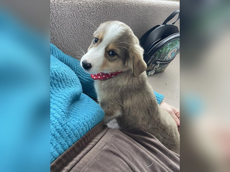 PEER - sanfte Seele sucht seine Menschen *reserviert*