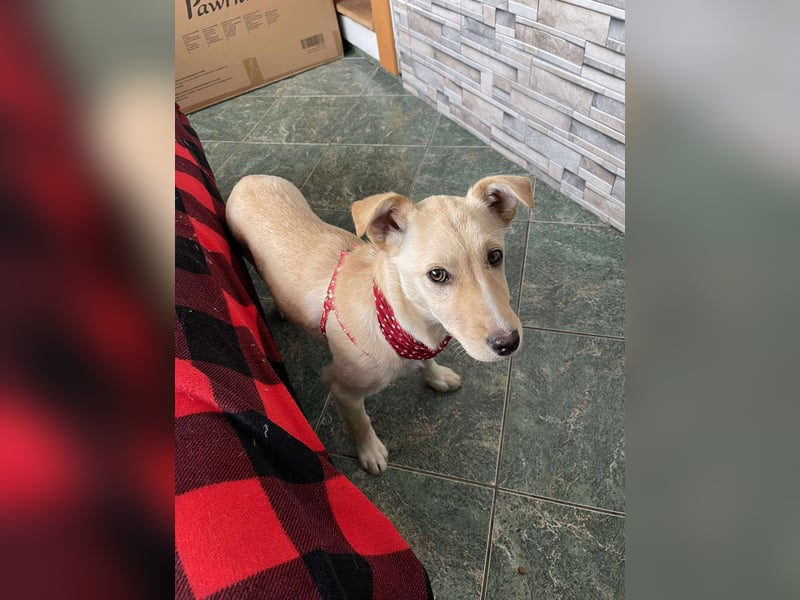 MELISSA - Zuhause gesucht