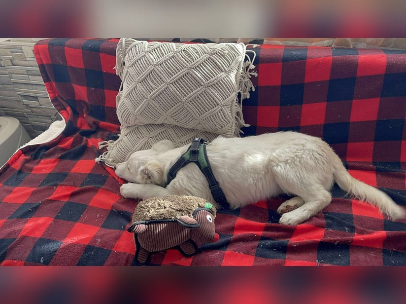 ZACK - liebevoller Hundebub