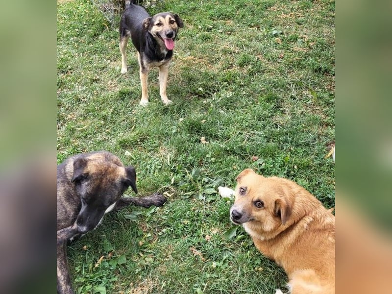 RICKY - sucht seinen sicheren Hafen