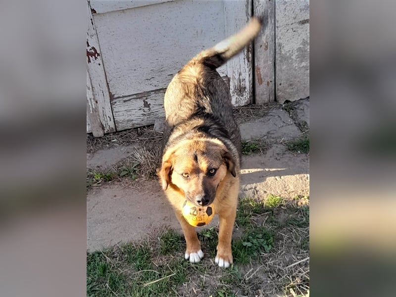 SHELDON - ein absoluter Traumhund