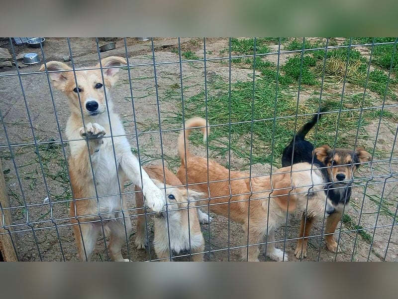 LENNI - bringt Lebensfreude ins Haus