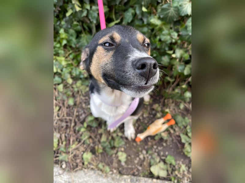 MELODY - Traumzuhause gesucht