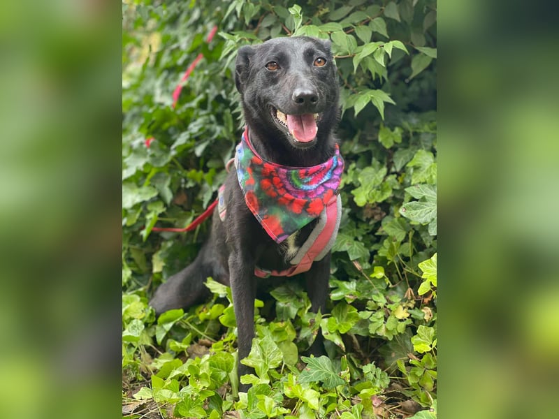 MYLA - schüchternes Mädchen sucht ihre Menschen