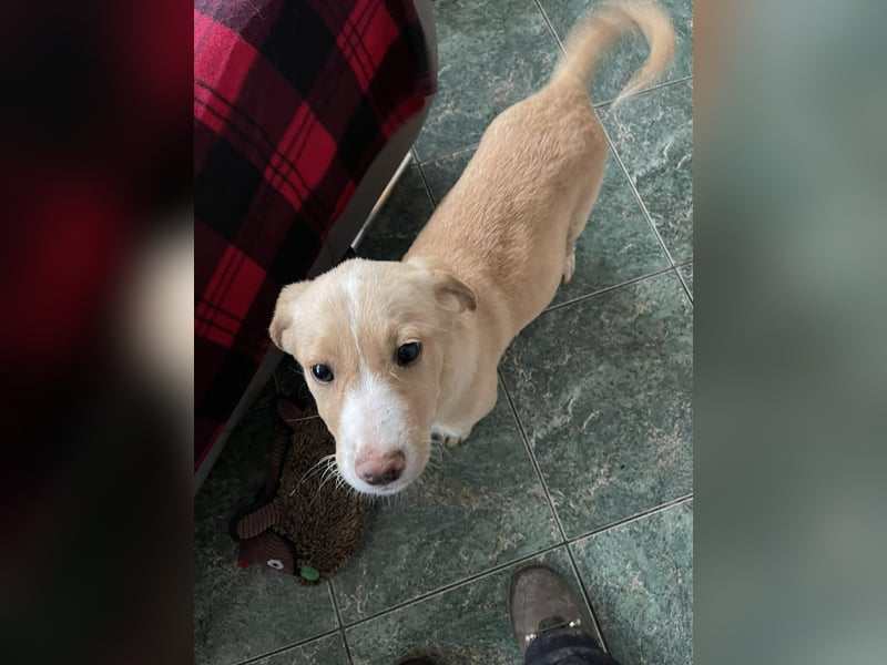 PAULA - liebevolles Hundemädchen *reserviert*