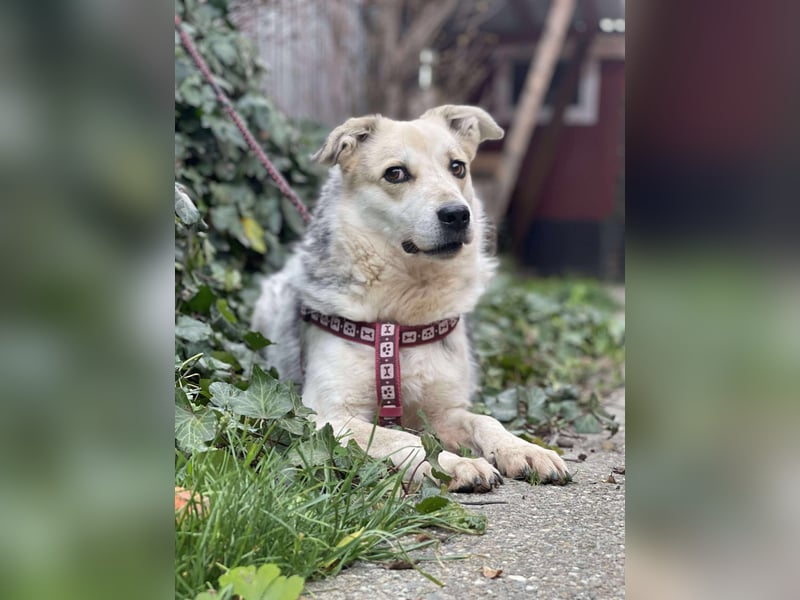 MAYA - sucht ihre Menschen