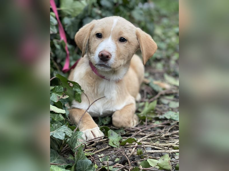 PAULA - liebevolles Hundemädchen *reserviert*