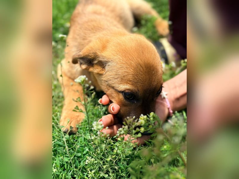 BELLA - freundliches Zuckermädchen
