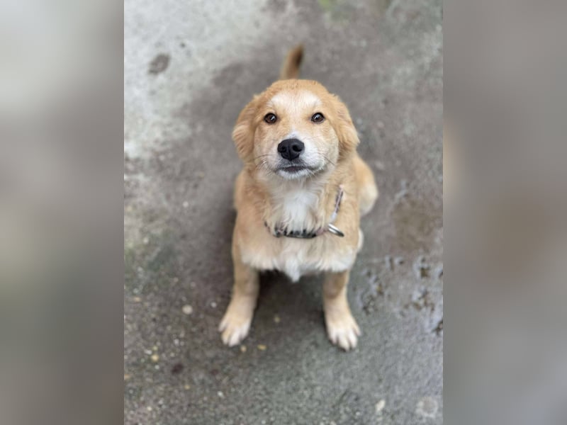 CRUMPET - verspielte Schönheit