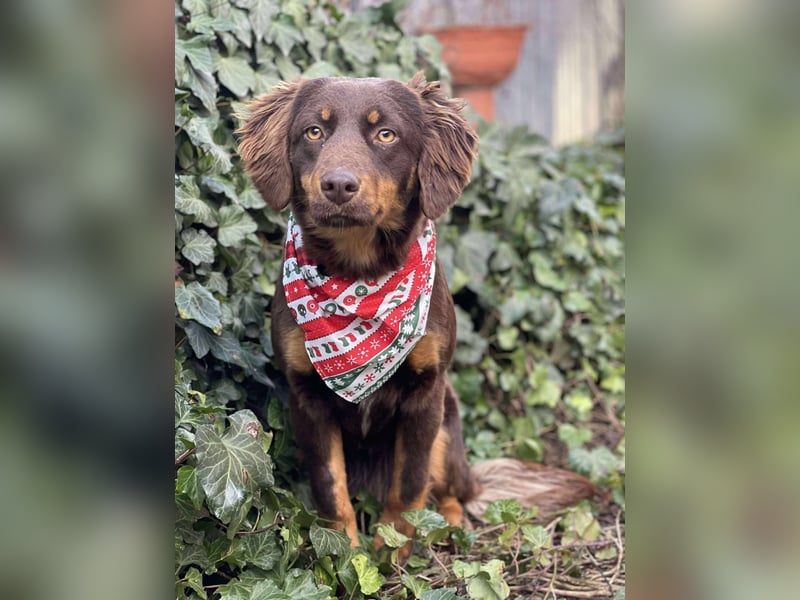 ROSIE - verspielte Schönheit *reserviert*