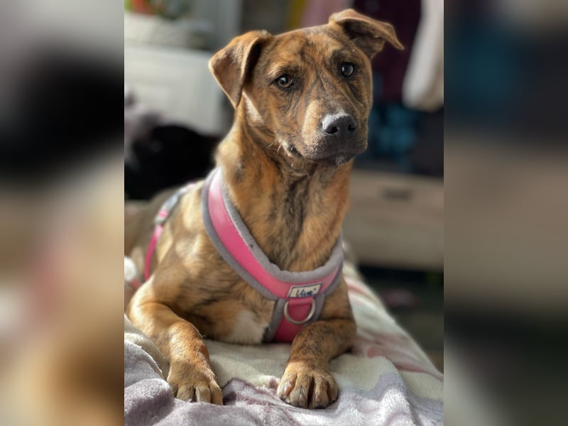 MOLLY - aufgewecktes Hundemädchen