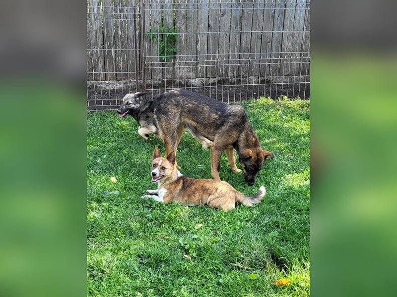 COOKIE - wo darf sie glücklich werden?