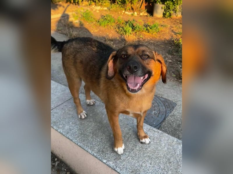 SHELDON - ein absoluter Traumhund