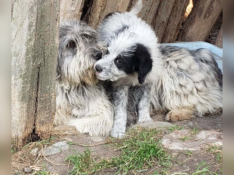 ARYA - zuckersüßes Hundekind