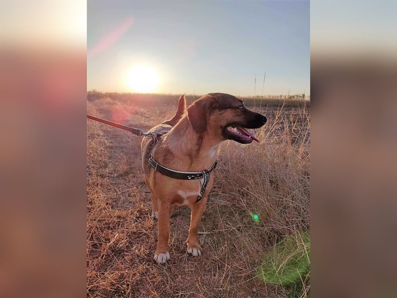 SHELDON - ein absoluter Traumhund