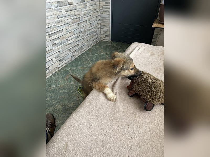 MARTHA - liebevolles Hundemädchen