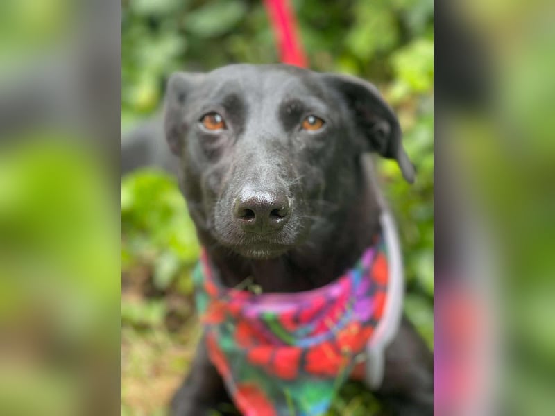 MYLA - schüchternes Mädchen sucht ihre Menschen