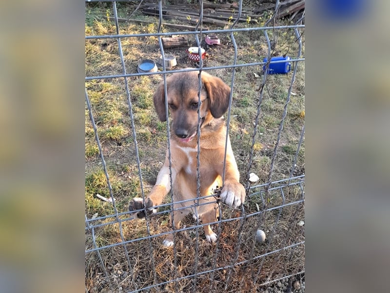 SHELDON - ein absoluter Traumhund