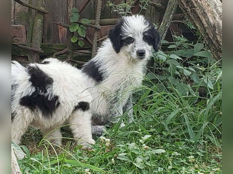 ARYA - zuckersüßes Hundekind