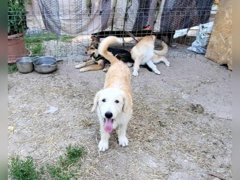 LUCA - ist bereit für Abenteuer *reserviert*