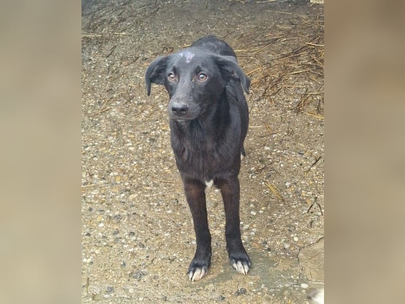 CHUCK - süßer Hundebub