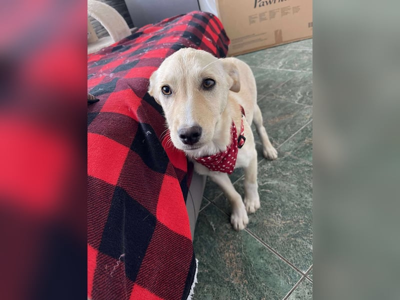 MELISSA - Zuhause gesucht