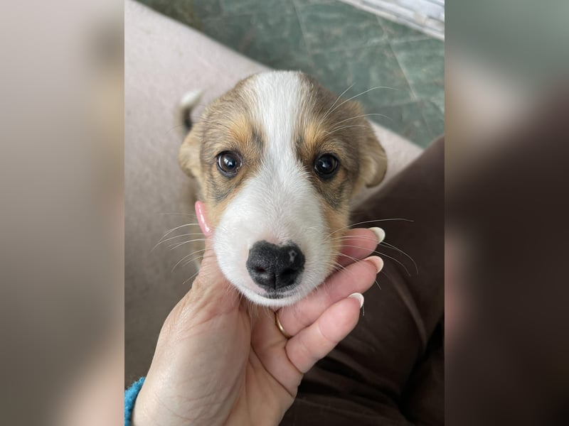 PEER - sanfte Seele sucht seine Menschen *reserviert*