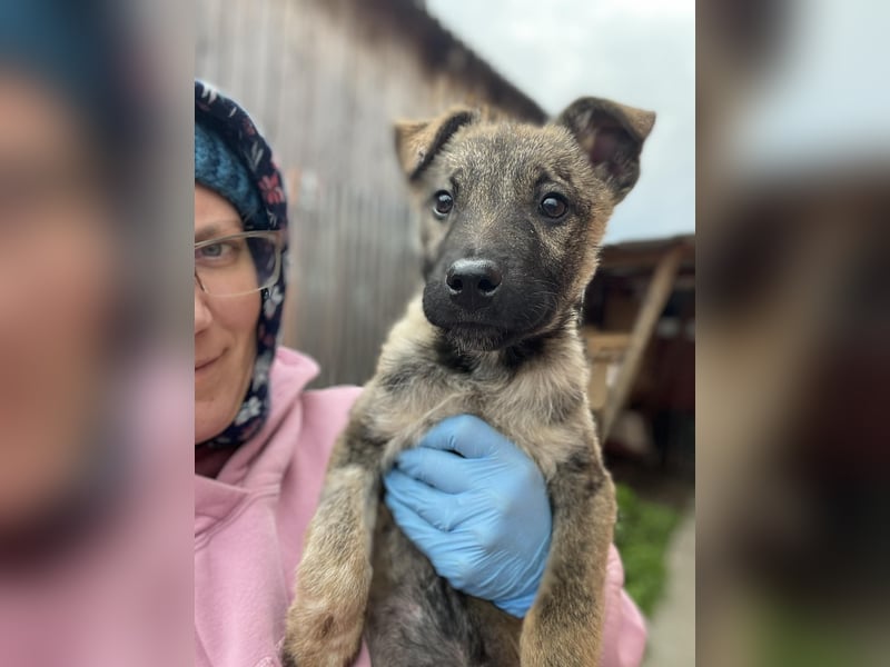 MAXI - liebevoller Hundebub