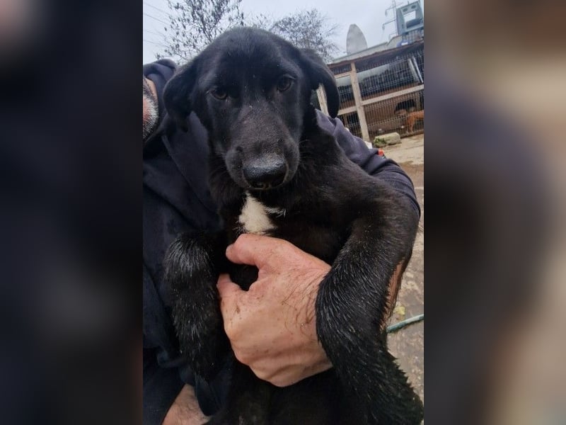 ALLY - schwarze Schönheit