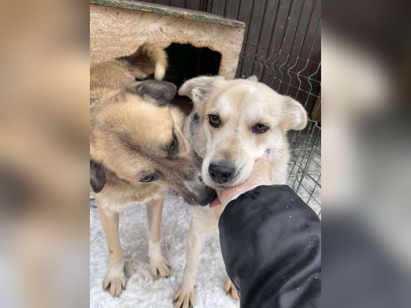 MAYA - sucht ihre Menschen