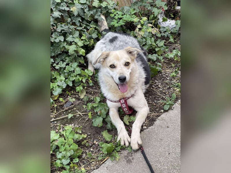 MAYA - sucht ihre Menschen