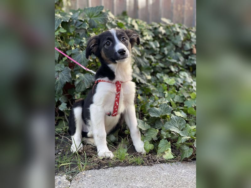 EFFIE - süßes Hundemädchen