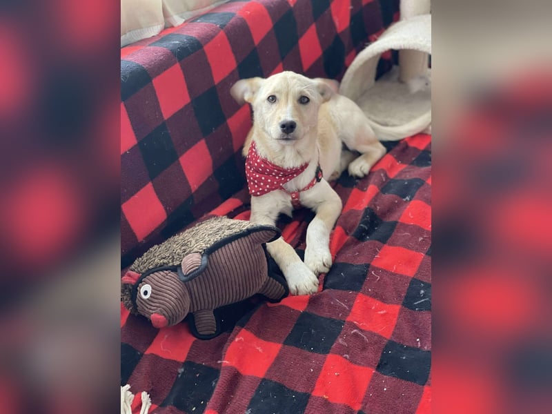 MELISSA - Zuhause gesucht