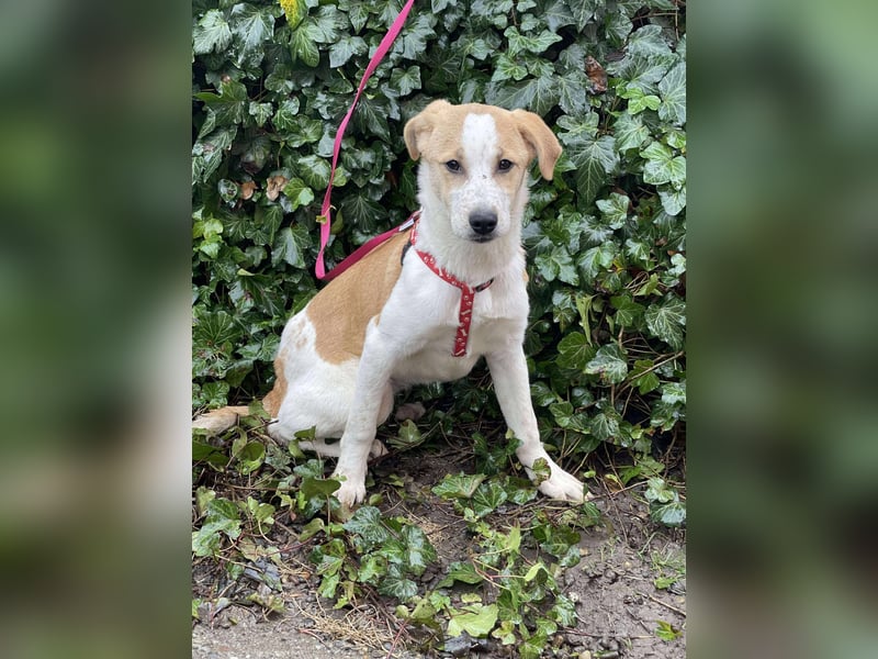 HANNAH - sucht ihre Menschen