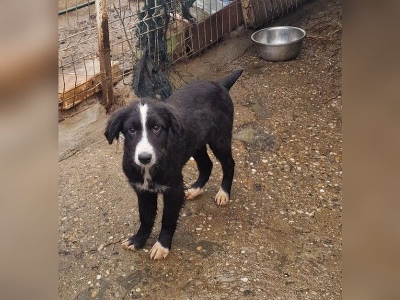 REX - sucht seinen sicheren Hafen